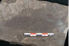 Foto (Detailansicht) von Fraxinus savinensis Ettingshausen (NHMW-GEO-2024-0188-8006)